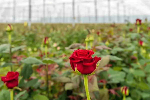 Cultivo de rosas en invernadero